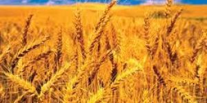 Wheat
