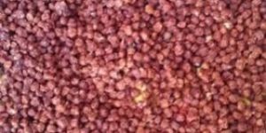 Gloriosa Superba Seed