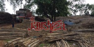 Bamboo Logs in 5 Feet to 22 Feet