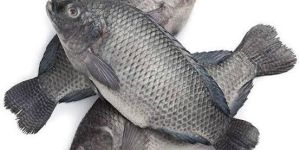 Tilapia Fish