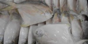 Frozen Pomfret