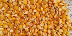 Maize Cattle Feed