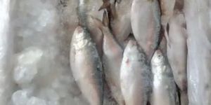 Frozen Boal Fish
