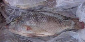 Frozen Tilapia Fish