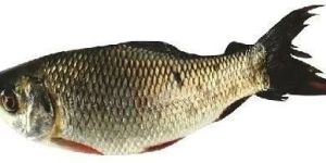 Frozen Mrigal Carp Fish