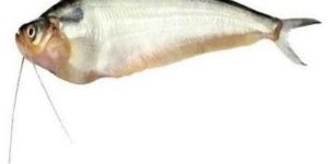 Frozen Pabda Fish