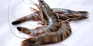 Black Tiger Sea Water Prawns
