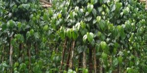 Betel Leaves
