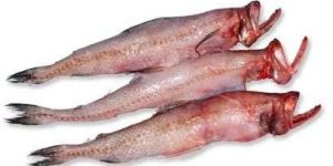 Bombay Duck