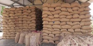 Minikit Paddy (West Bengal -Best Quality)