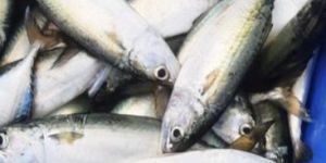 Indian Mackerel