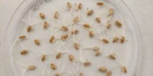 Seed Petri Dish
