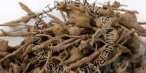 Clerodendrum Serratum Root