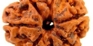 35 Mukhi Rudraksha