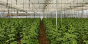 Agricultural Greenhouses