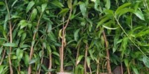 Desi Mango Plants for Grafting