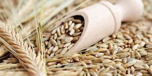 Rye Seeds