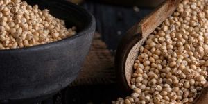 Sorghum Seeds