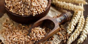 Wheat Grain