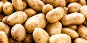 Chips Grade Potatoes