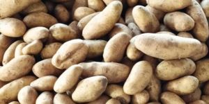 French Fries Grade Potatoes