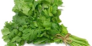 Fresh Coriander Leaves