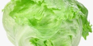 Fresh Lettuce Iceberg