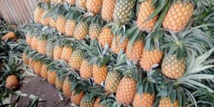Fresh Pineapple