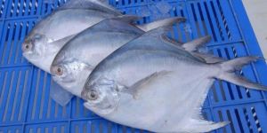 Fresh Pomfret Fish