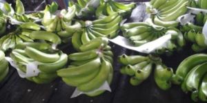 Fresh Cavendish Banana