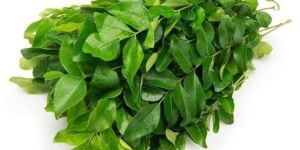 Curry Leaves
