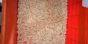 Whole Cashew Kernels