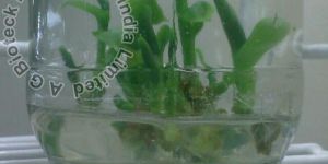 Costus Igneus Tissue Culture Plants