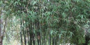 Tulda Bamboo Plants