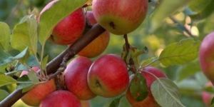 Apple Fruit Plant
