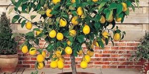 Lemon Plant
