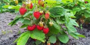 Strawberry Plant