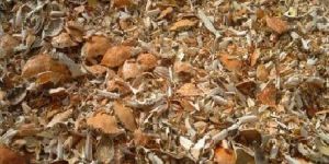 Dried Crab Shells