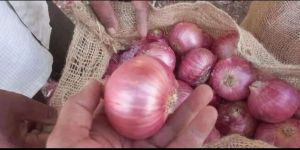 Pink Onion