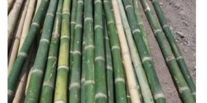 Bamboo Scaffolding