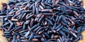 Organic Black Rice