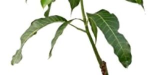 Mango Plant