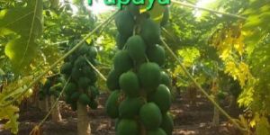 Fresh Green Papaya