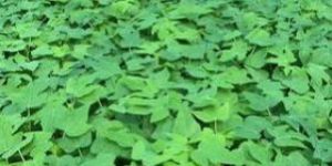 Taiwan Red Lady 786 Papaya Plant