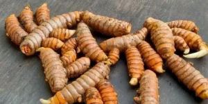 Yellow Turmeric Seeds