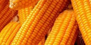 DHM 1 Maize