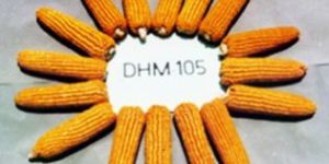 DHM 105 Maize