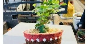 Biodegradable Pot
