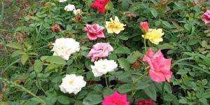 Rose Plants