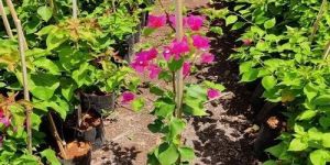 Bougainvillea Plant